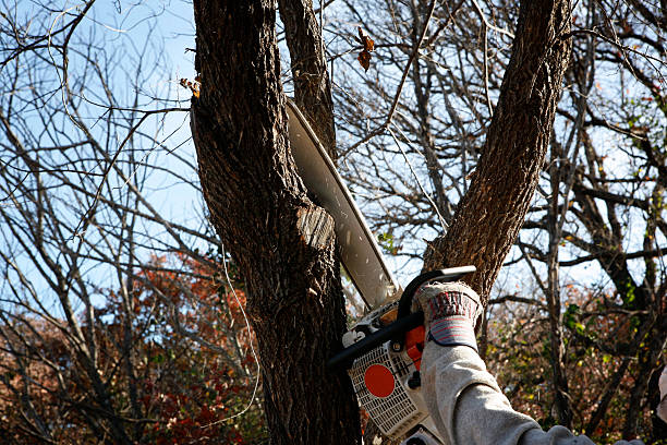 How Our Tree Care Process Works  in  Arnold, CA