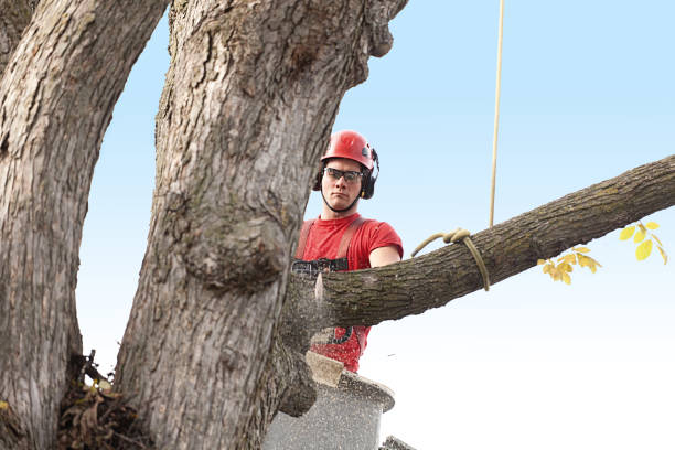 Professional Tree Services in Arnold, CA